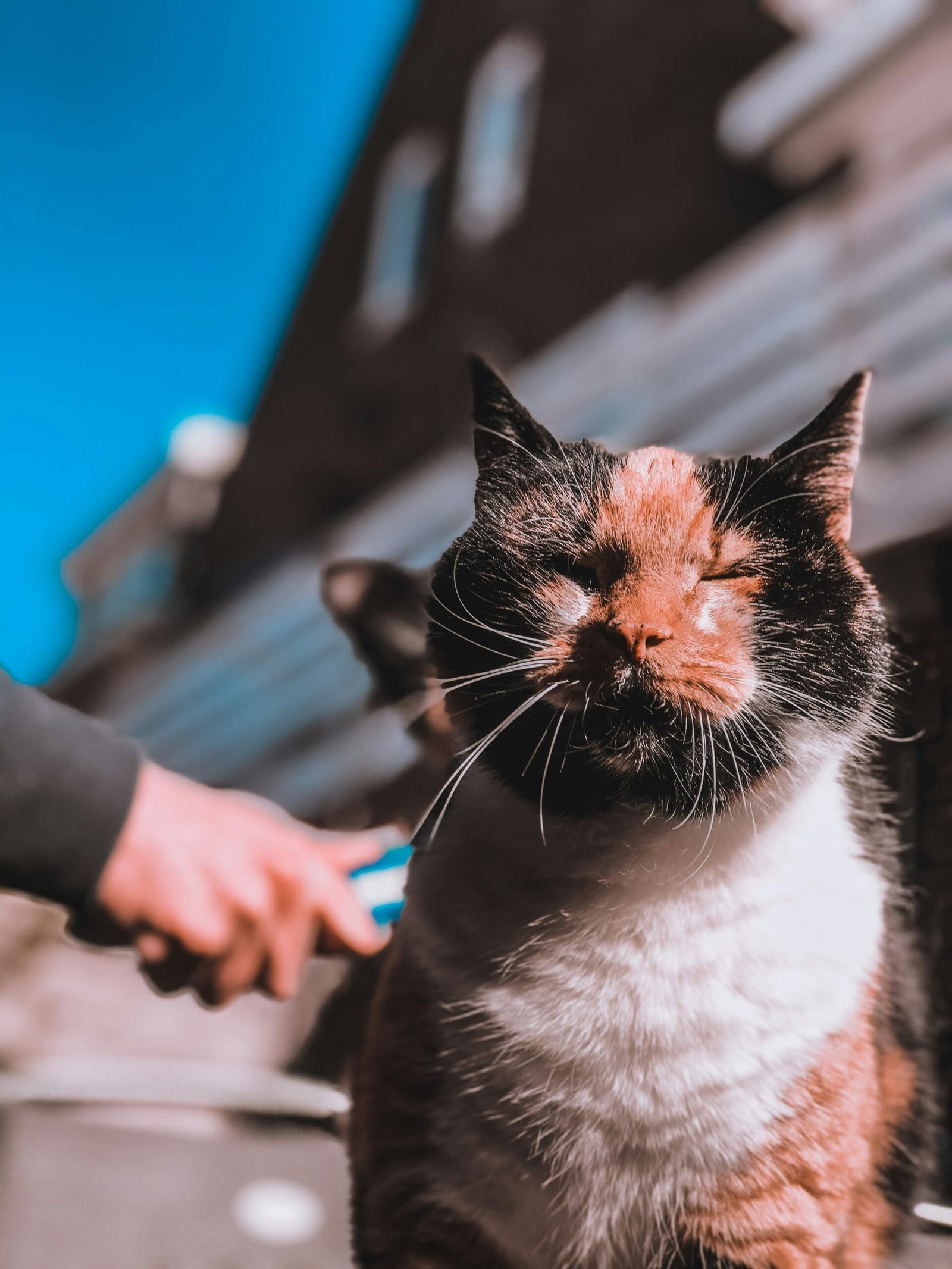 person holding white and black cat